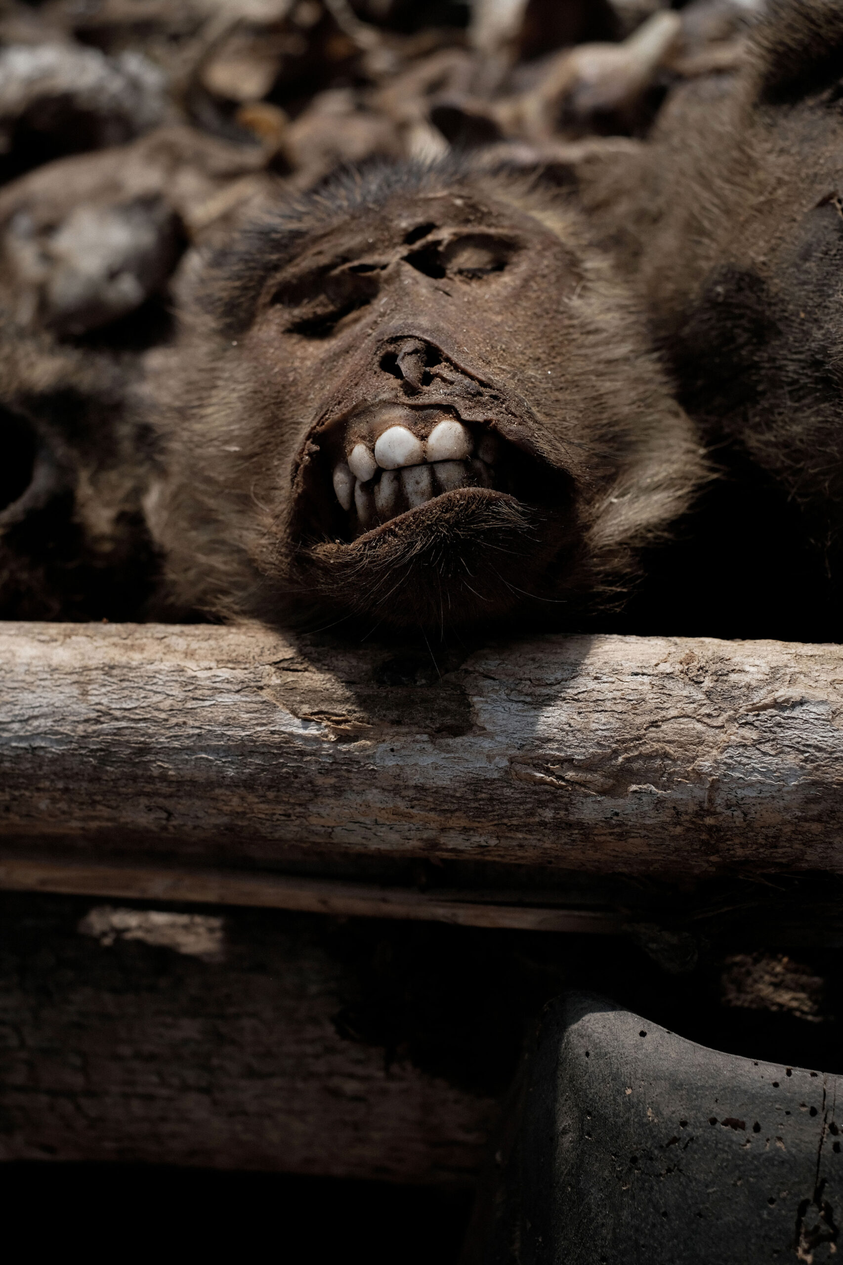 A preserved monkey head displayed at the fetish market in Lome Togo on December 16 2022. Such items are used in voodoo rituals for protection and healing.
Une tete de singe conservee exposee au marche fetiche de Lome au Togo le 16 decembre 2022. Ce type d'article est utilise dans les rituels vaudous pour la protection et la guerison.